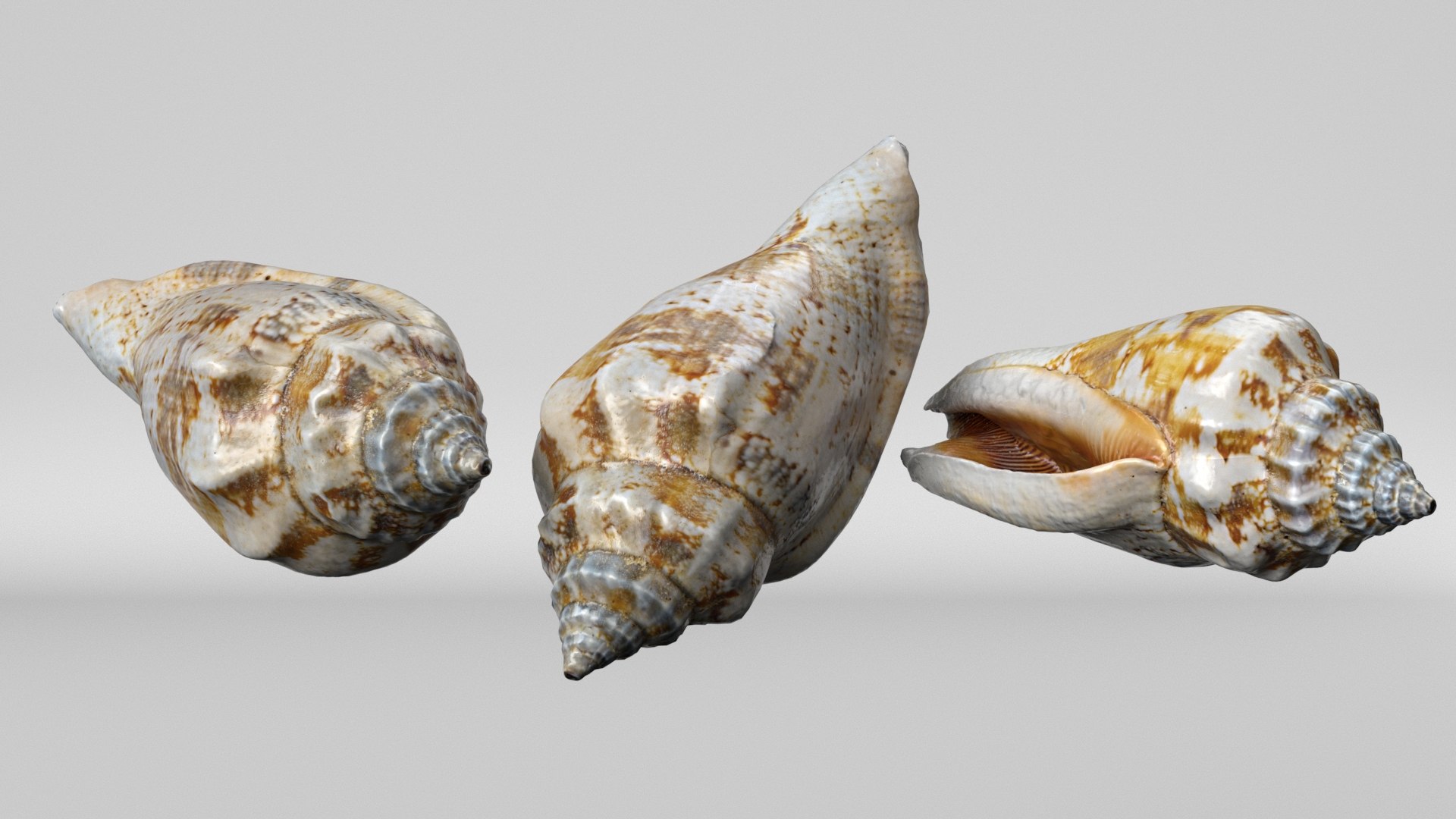 8K Smooth Sea Shell 3D https://p.turbosquid.com/ts-thumb/9z/Ipe4SU/co/smoothshellrender2/jpg/1764068262/1920x1080/fit_q87/d0bee0614e69cc5ad79ba8203169de3fae6c952d/smoothshellrender2.jpg