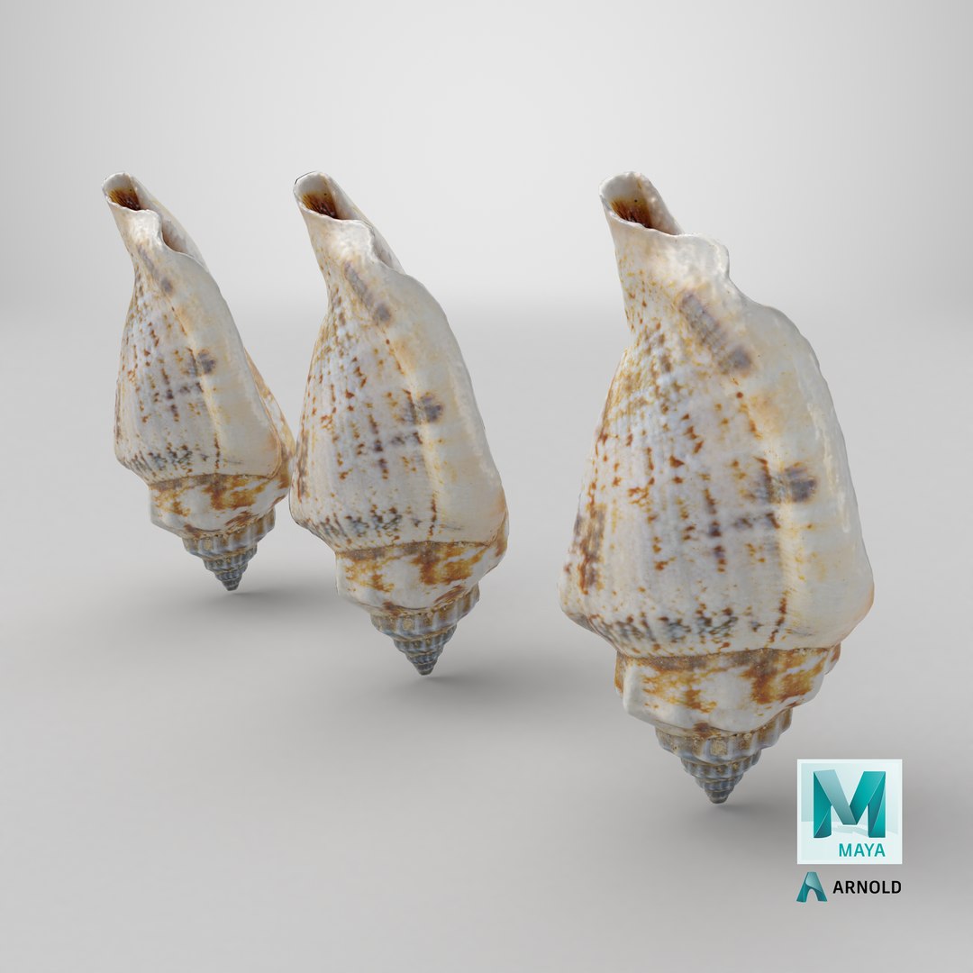 8K Smooth Sea Shell 3D https://p.turbosquid.com/ts-thumb/9z/Ipe4SU/ct/stemcell_maya_arnold_render/png/1764252276/1920x1080/fit_q87/5ca20a9d3a1107b02650e25e558213439b536f9f/stemcell_maya_arnold_render.jpg