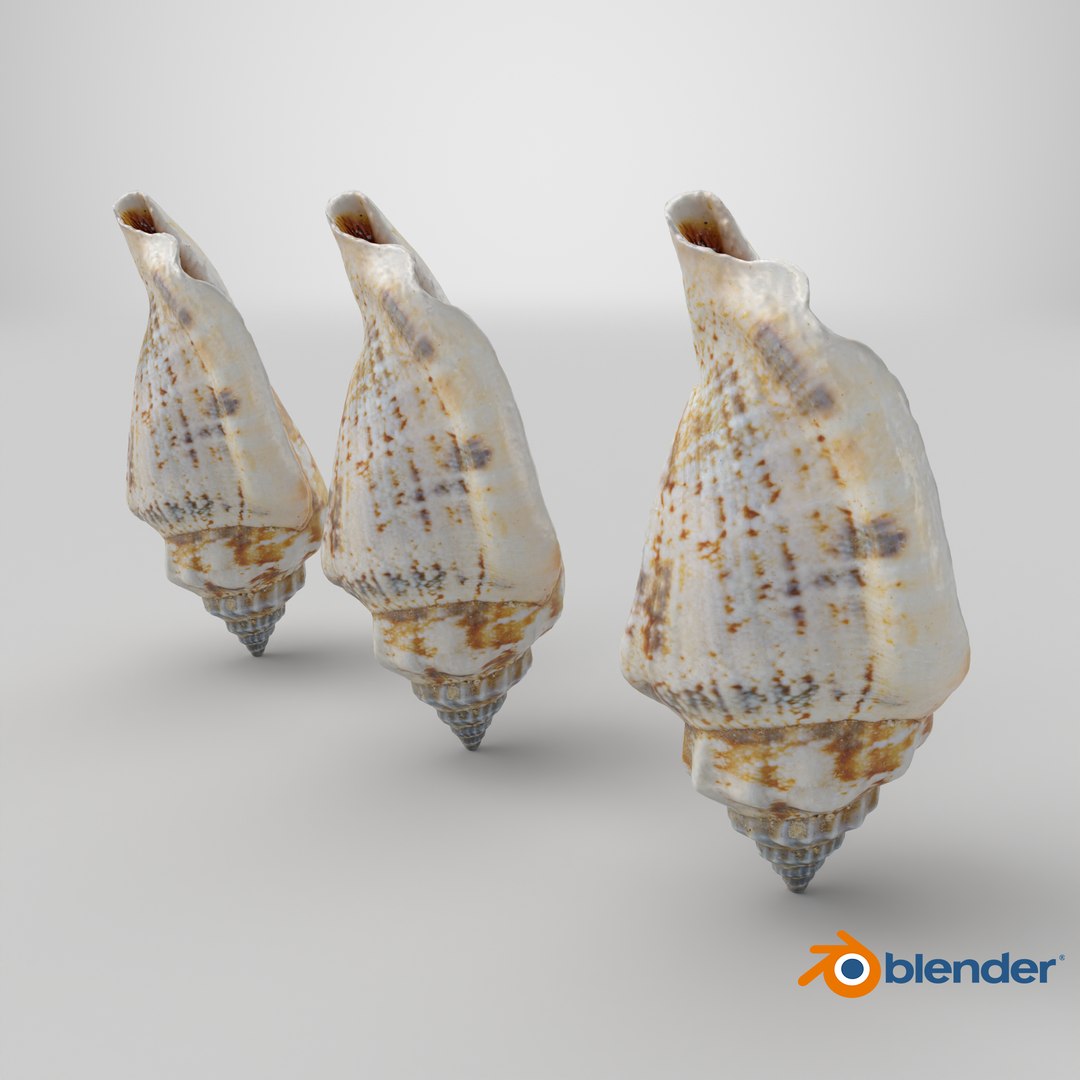 8K Smooth Sea Shell 3D https://p.turbosquid.com/ts-thumb/9z/Ipe4SU/nl/stemcell_blender_cycles_render/png/1764252274/1920x1080/fit_q87/1bdb79d742dc1c3a0f0cfebf97b326b311203da1/stemcell_blender_cycles_render.jpg