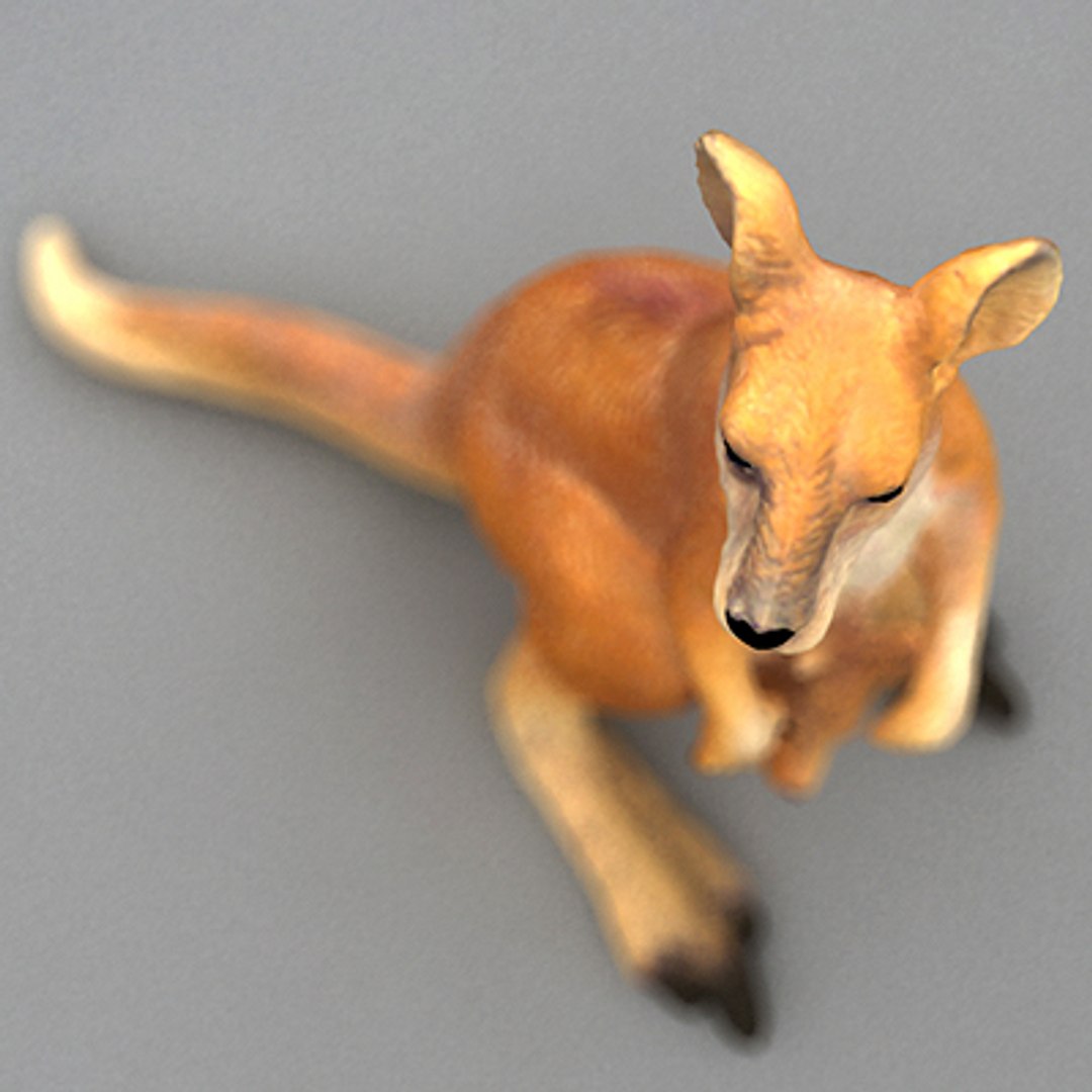 kangaroo 3d model https://p.turbosquid.com/ts-thumb/9z/JRG5vY/TQdV8a8k/kangaroo07/jpg/1256224685/1920x1080/fit_q87/a812a782a527a1cf2b8850f21816513e7a3abc4b/kangaroo07.jpg