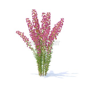 decoration plant