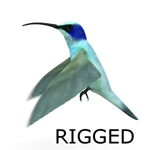 3d model colibri bird rigged