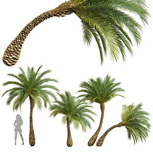 New Plant High detail Phoenix Sylvestris Small 3D