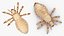 Louse White Hiding Pose