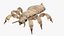 Louse White Hiding Pose