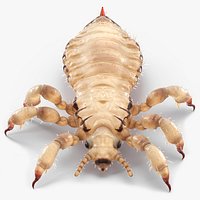 Louse White Hiding Pose