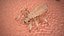 Louse White Hiding Pose