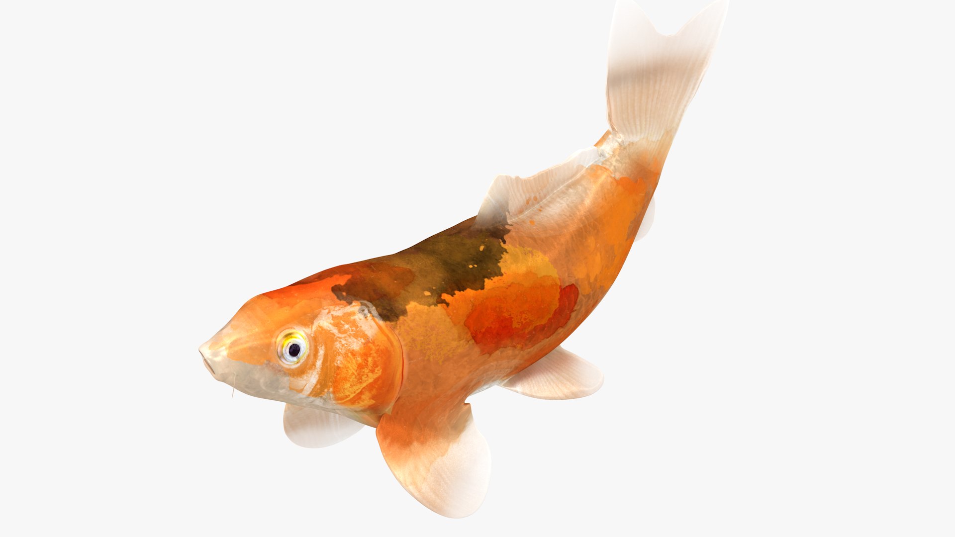 Japanese Carp Fish Rigged L1750 3D model https://p.turbosquid.com/ts-thumb/9z/hui6o2/3s/25_i23_0003/png/1658442582/1920x1080/fit_q87/9c69bce4d712821047846ded1f9dda0c92977759/25_i23_0003.jpg
