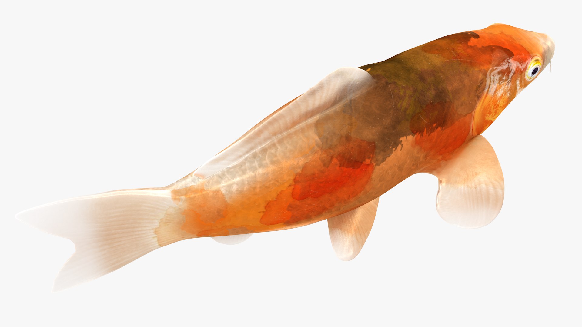 Japanese Carp Fish Rigged L1750 3D model https://p.turbosquid.com/ts-thumb/9z/hui6o2/CQ/07_i5_0003/png/1658442560/1920x1080/fit_q87/2493b6b181f0bac0ee3dcedfe1fcad98dd145cf7/07_i5_0003.jpg