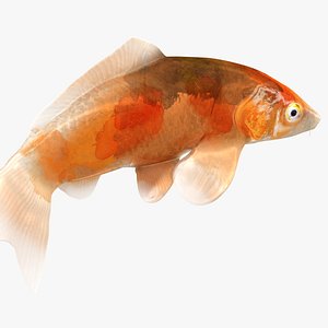 Japanese Carp Fish Rigged L1750 3D model