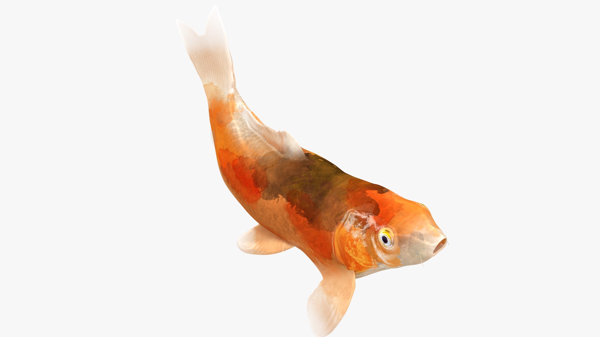 Japanese Carp Fish Rigged L1750 3D model https://p.turbosquid.com/ts-thumb/9z/hui6o2/h5/01_0003/png/1658442554/1920x1080/fit_q87/ec87561512afe8679a247e378b9f4342e9c93888/01_0003.jpg