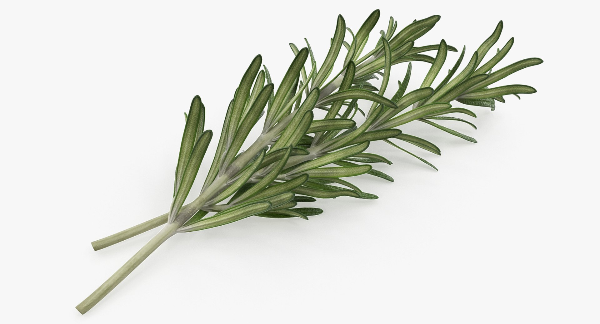 Fresh Rosemary Collection 3D model preview