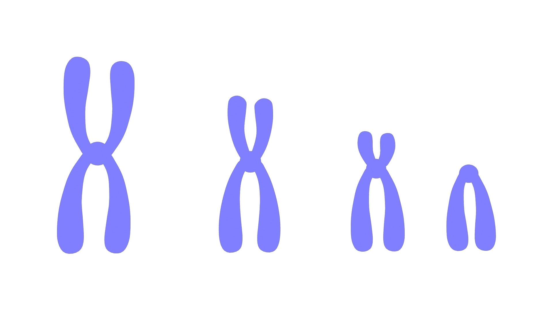 Types of Chromosomes 3D https://p.turbosquid.com/ts-thumb/9z/m2QLqB/D3/chromosomes_nm/png/1699546991/1920x1080/fit_q87/42785dcda8e35b3f9bdcd5b7683cee7f44bf2da3/chromosomes_nm.jpg