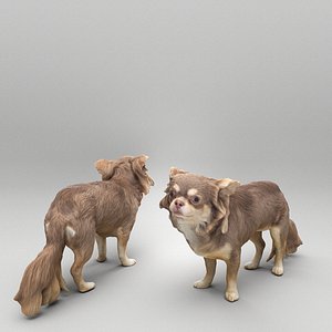 Chihuahua dog 24