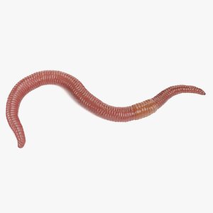 earthworm rigged worm 3D