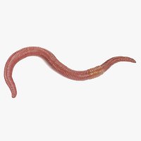 Earthworm Rigged