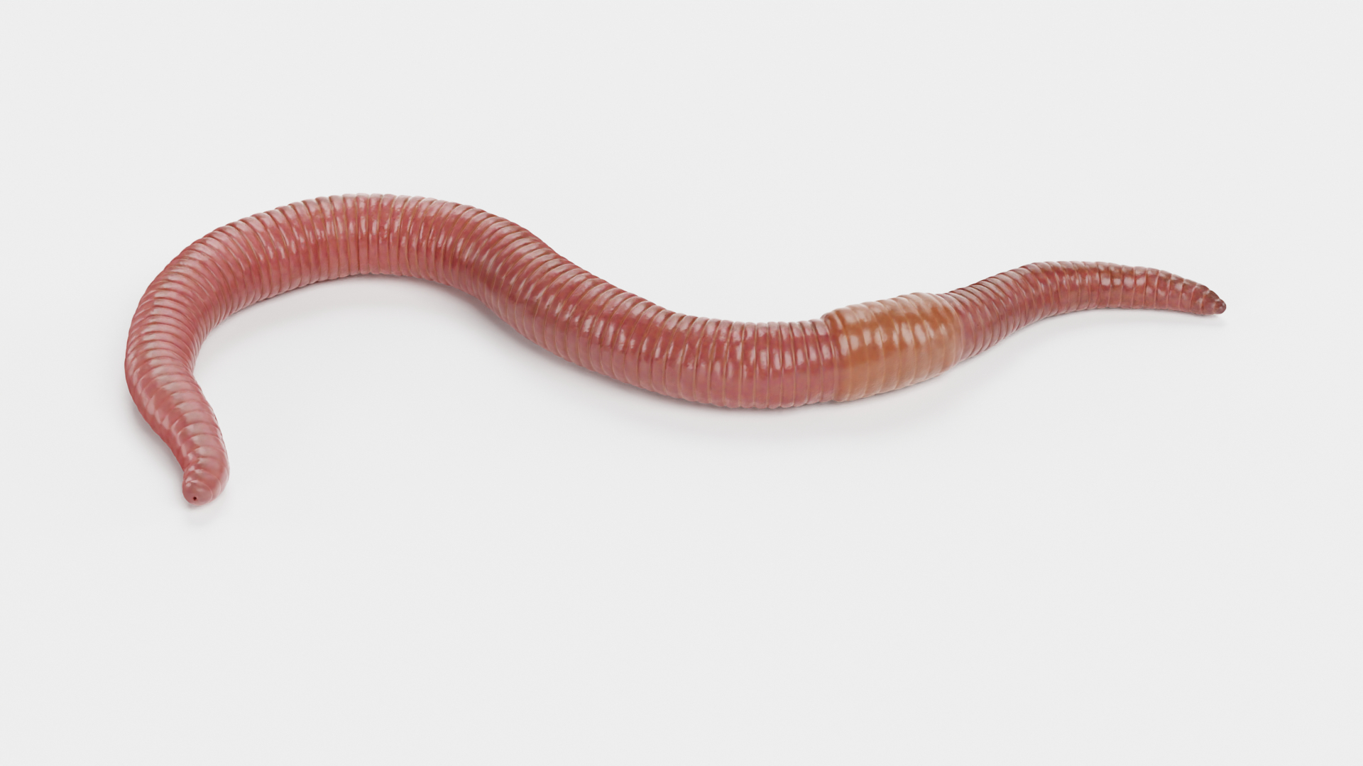Earthworm Rigged Worm 3D - TurboSquid 1659200