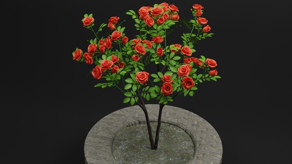 modelo 3d Planta de rosa - TurboSquid 2067767