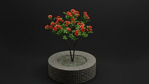 Rose Plant 3D model