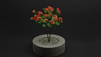 Rose Plant