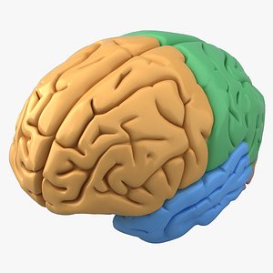 human brain 3ds