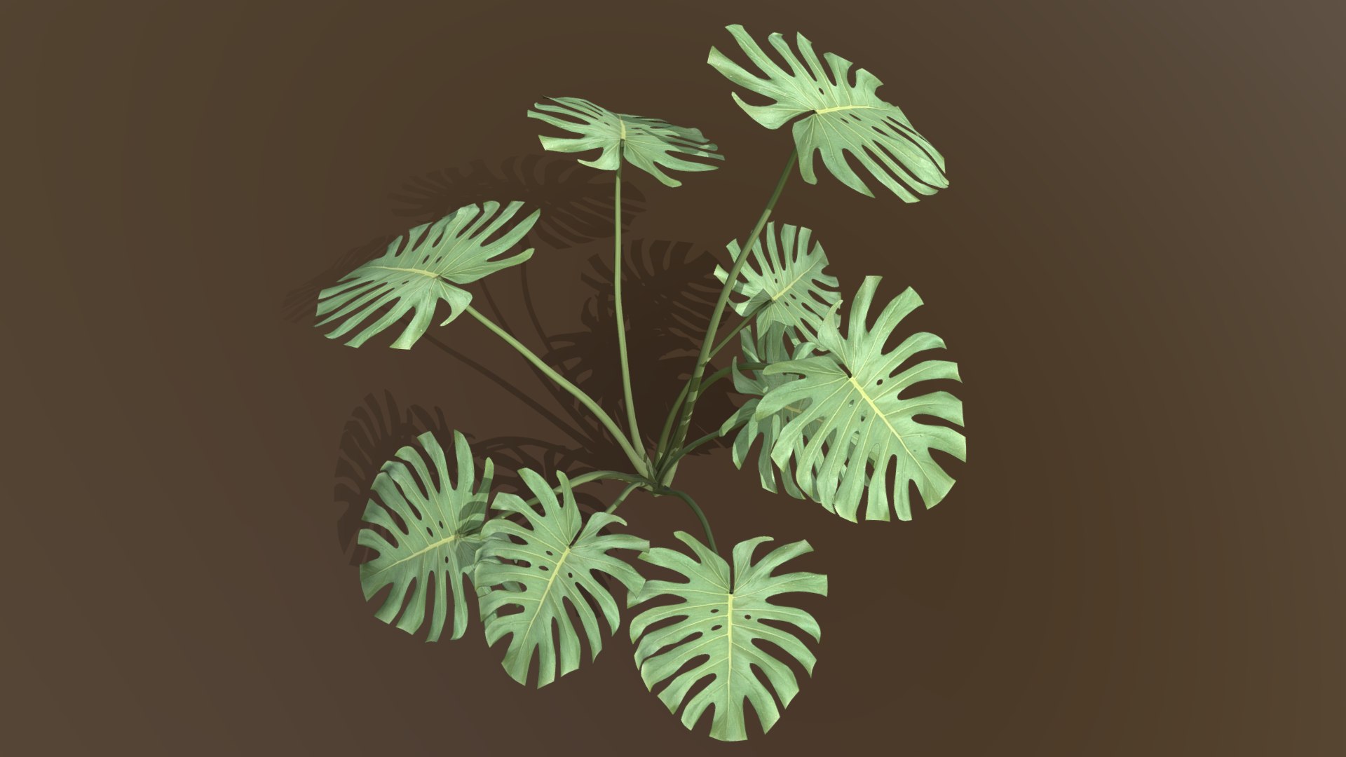 Monstera Deliciosa 3D model https://p.turbosquid.com/ts-thumb/A0/OizkVW/Dx/5/png/1683194708/1920x1080/fit_q87/68da3db34bed99addbdb2f4999b78c2ec5f02143/5.jpg