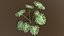 Monstera Deliciosa