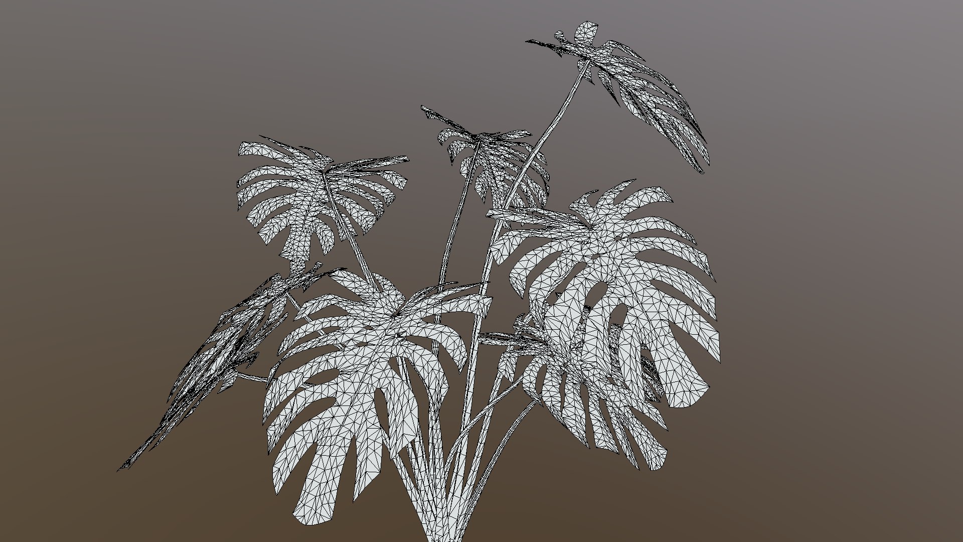 Monstera Deliciosa 3D model https://p.turbosquid.com/ts-thumb/A0/OizkVW/IK/wireframe/png/1683194709/1920x1080/fit_q87/e315d6a0efda1061f95362a77493dfc78a1ff63b/wireframe.jpg