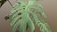 Monstera Deliciosa