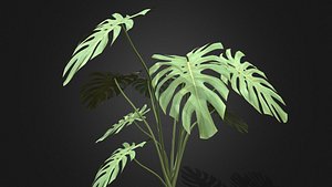 Monstera Deliciosa 3D model