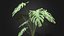 Monstera Deliciosa