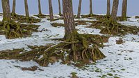 Winter Forest(1)