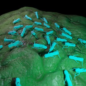 salmonella 3D model