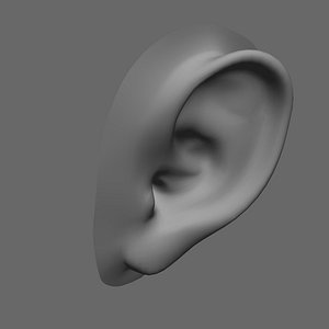 ear 3d model