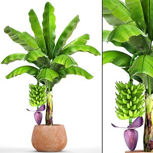 Banana palm with banana fruit