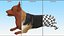 Pies Welsh Corgi Pembroke Tricolor Pozycja Spoczynkowa