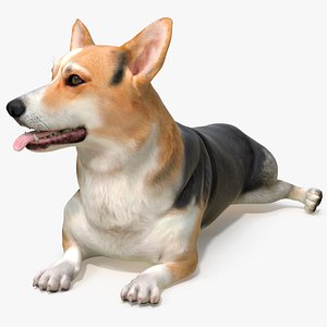 Dog Welsh Corgi Pembroke Tricolor Resting Pose