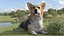 Pies Welsh Corgi Pembroke Tricolor Pozycja Spoczynkowa
