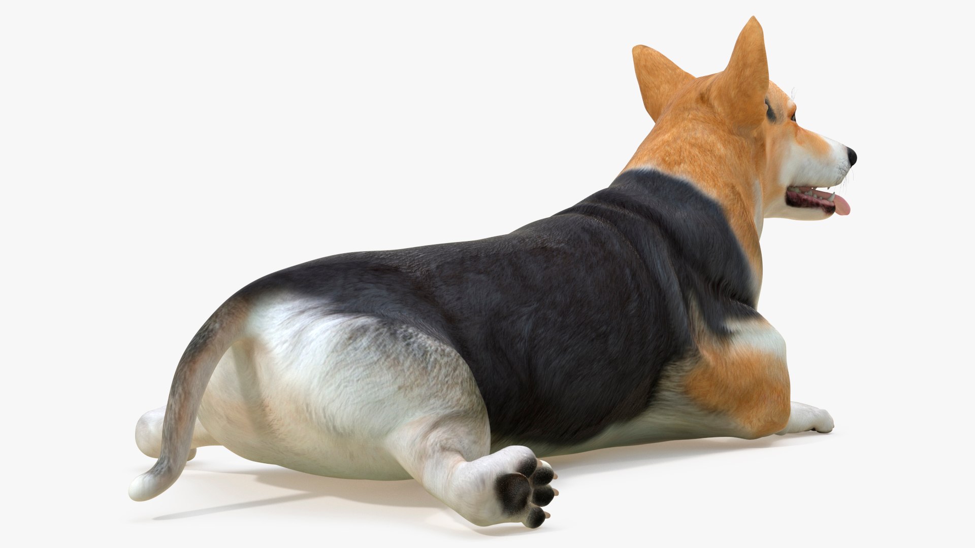 3D model Dog Welsh Corgi Pembroke Tricolor Resting Pose https://p.turbosquid.com/ts-thumb/A0/xizR6C/Wc/dog_welsh_corgi_pembroke_tricolor_resting_pose_007/jpg/1747895176/1920x1080/fit_q87/0db761c109aa1b9a36d93e709468b273f8f46e31/dog_welsh_corgi_pembroke_tricolor_resting_pose_007.jpg