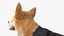 Pies Welsh Corgi Pembroke Tricolor Pozycja Spoczynkowa