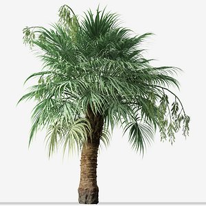 Set of Blue Hesper Palm or Brahea armata Tree - 2 Trees model
