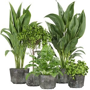 Collection plant vol 346 - indoor - leaf - monstera- cinema 4d - 3dmax