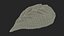 Dumpling En Forme De Feuille Crue