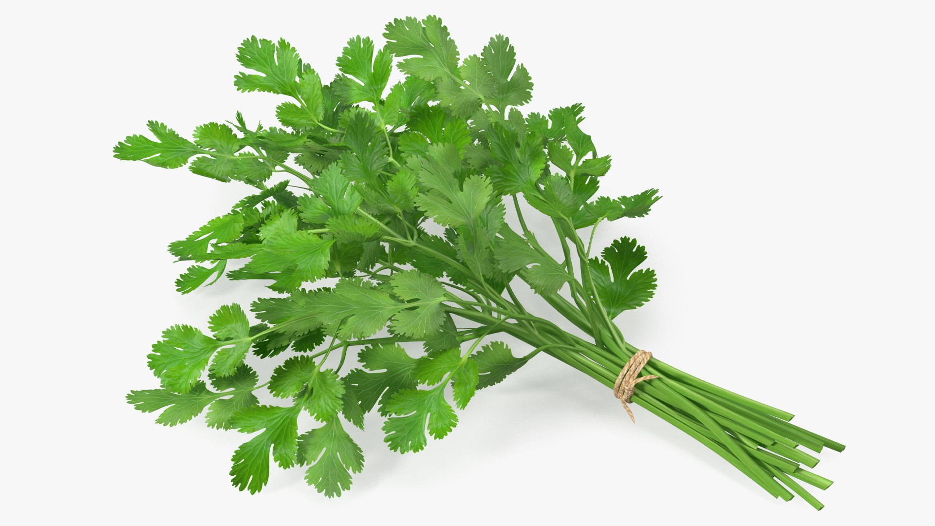 Cilantro Bunch With Rope 3D model preview