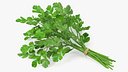 Cilantro Bunch With Rope