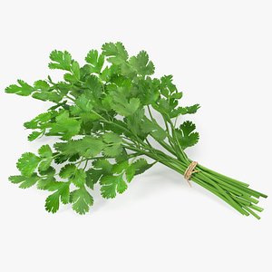 Cilantro Bunch With Rope 3D model
