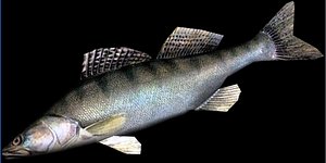 Pike-Perch