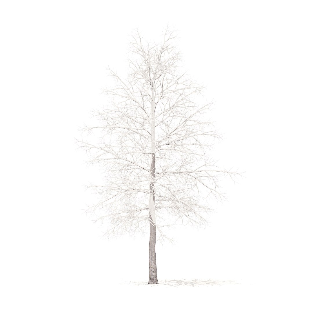 american sweetgum snow 5 3D model https://p.turbosquid.com/ts-thumb/A1/MotbOY/ASNYwkh0/cgaxis_models_100_3600/jpg/1524816196/1920x1080/fit_q87/f98c411f3037028c948bafe442f392092d092465/cgaxis_models_100_3600.jpg