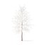 American Sweetgum with Snow 3D Model 5.4m
