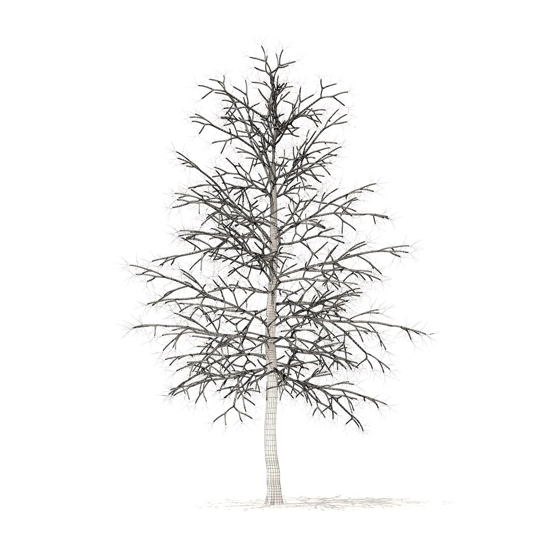 american sweetgum snow 5 3D model https://p.turbosquid.com/ts-thumb/A1/MotbOY/E2j5PcIH/cgaxis_models_100_3601grid/jpg/1524816196/1920x1080/fit_q87/1d1b03e8db717386453d62a51c4146541f2507da/cgaxis_models_100_3601grid.jpg